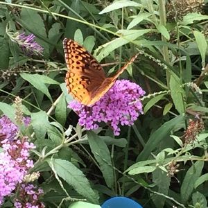 Meet your Posher, Denise